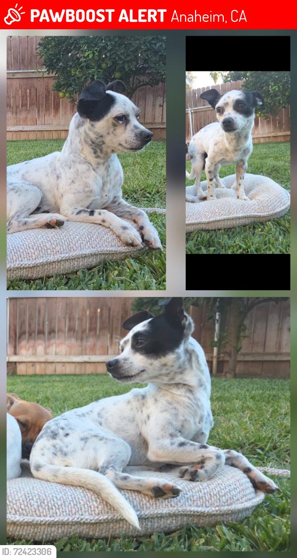 Lost Male Dog last seen Lincoln and state college Blvd anaheim, Anaheim, CA 92806