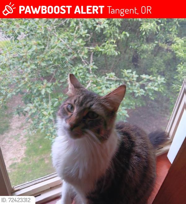 Lost Male Cat last seen Circle K gas station near tangent, Tangent, OR 97389