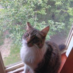 Lost Male Cat last seen Circle K gas station near tangent, Tangent, OR 97389