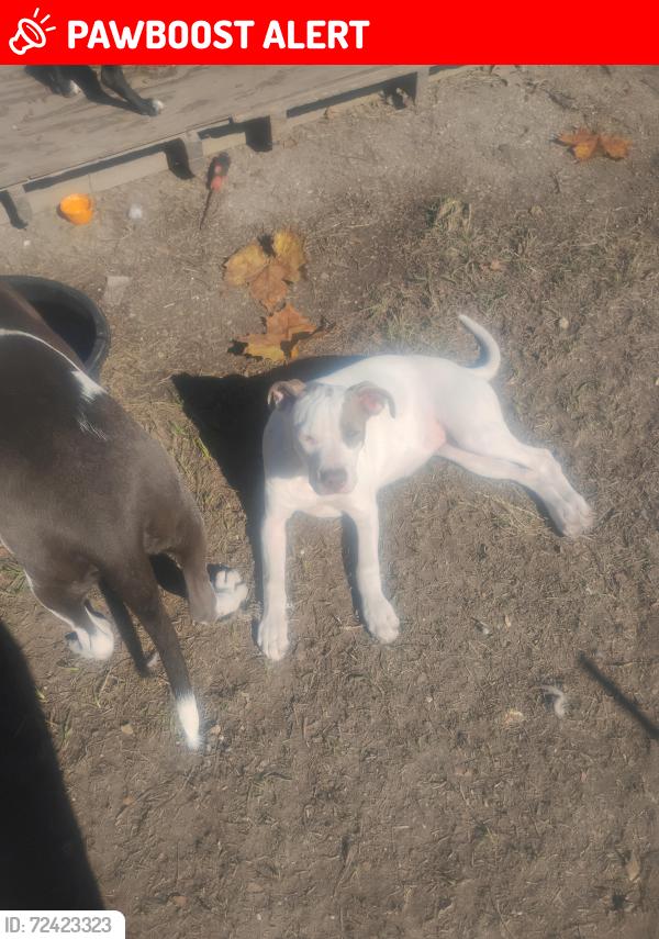 Lost Female Dog last seen Club deluxe and happywoods area, Tangipahoa Parish, LA 70403