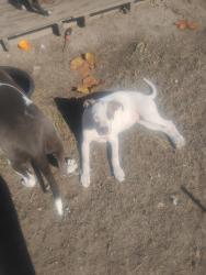 Lost Female Dog last seen Club deluxe and happywoods area, Tangipahoa Parish, LA 70403