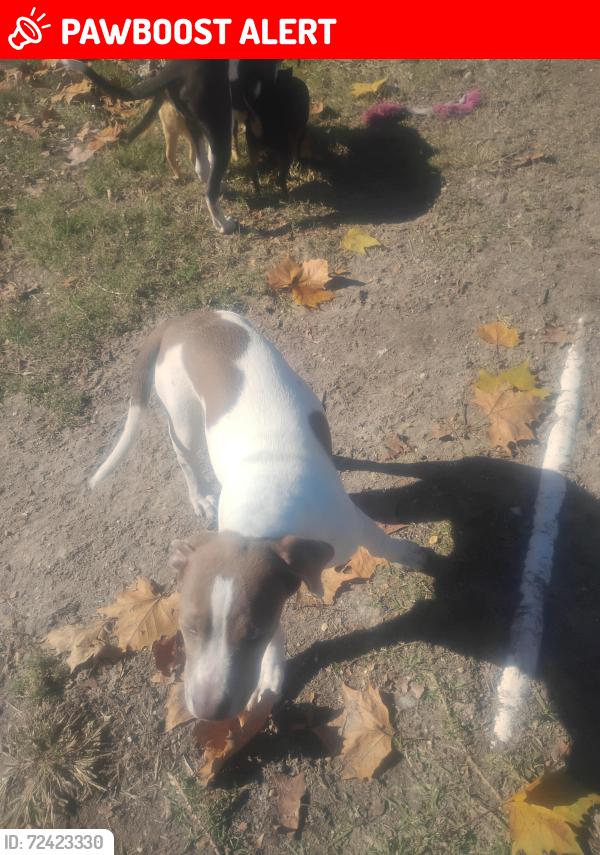 Lost Female Dog last seen Club deluxe and happywoods area, Tangipahoa Parish, LA 70403