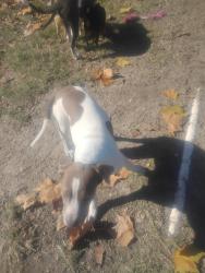 Lost Female Dog last seen Club deluxe and happywoods area, Tangipahoa Parish, LA 70403