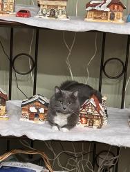 Lost Female Cat last seen Knaust Rd and Laura Hill Rd, St. Peters, MO 63376