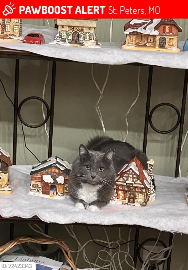 Lost Female Cat last seen Knaust Rd and Laura Hill Rd, St. Peters, MO 63376