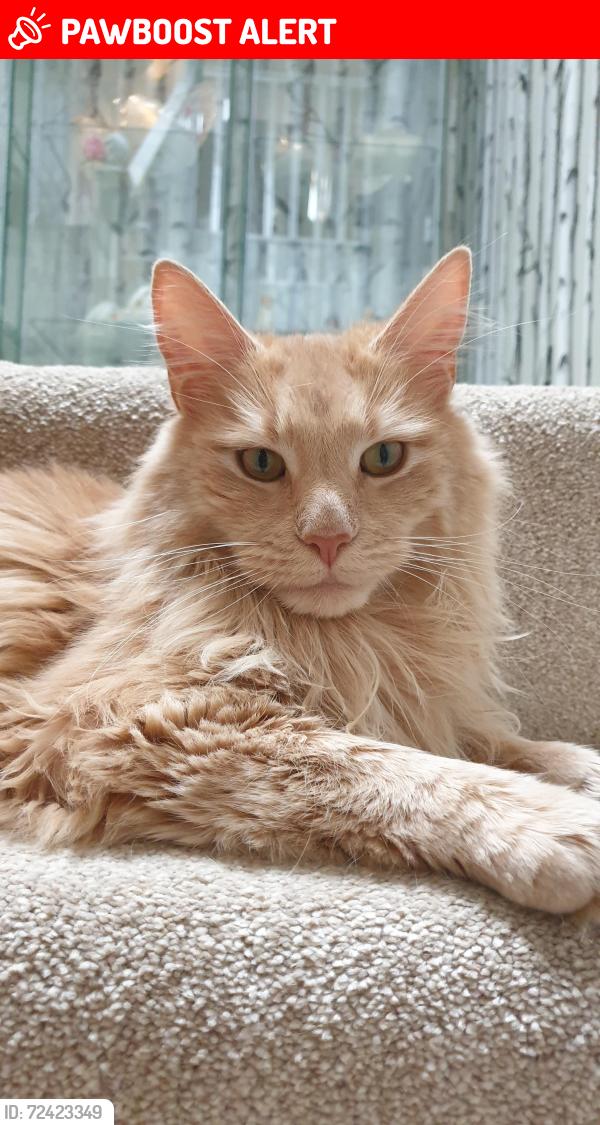 Lost Male Cat last seen Turnhouse, Edinburgh, Scotland EH12 0AA