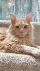 Lost Male Cat last seen Turnhouse, Edinburgh, Scotland EH12 0AA