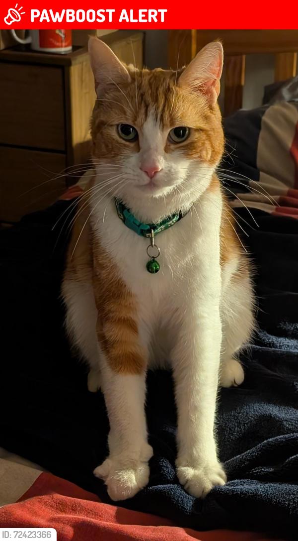 Lost Male Cat last seen Field at the top of Bowness Drive, Leyland, Lancashire, England PR25 3EZ