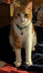 Lost Male Cat last seen Field at the top of Bowness Drive, Leyland, Lancashire, England PR25 3EZ