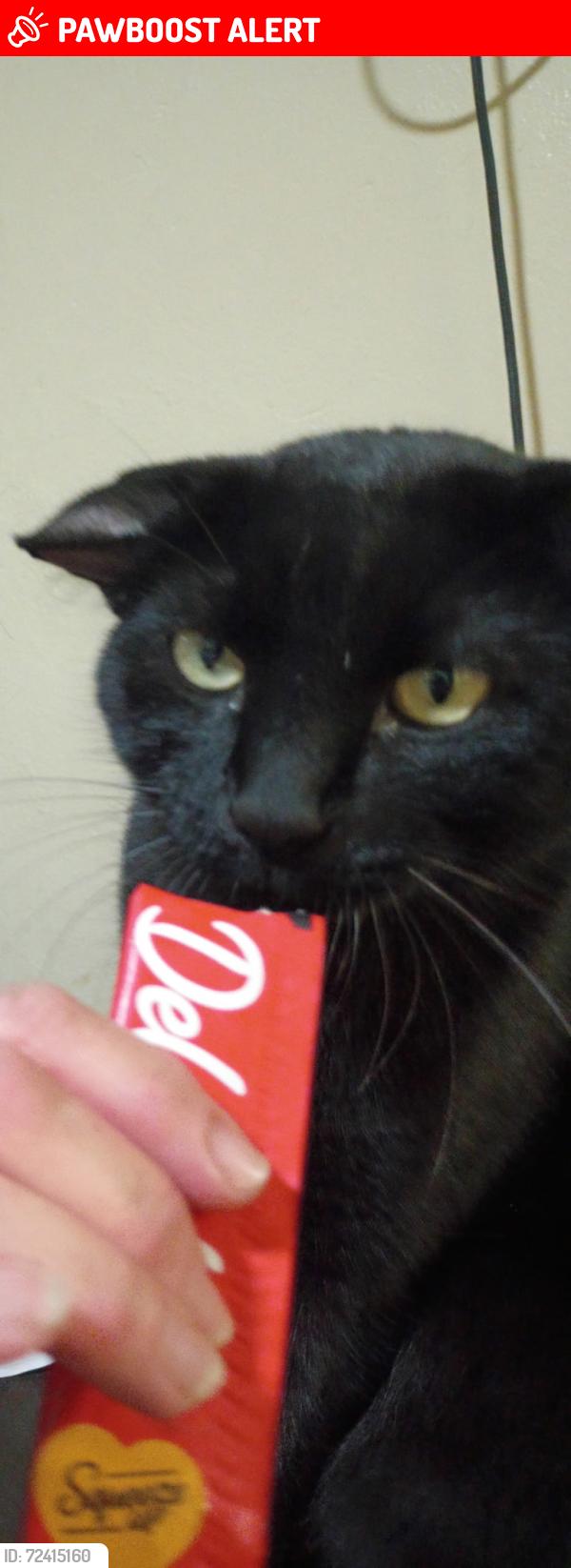 Lost Male Cat last seen Library in n ft myers, North Fort Myers, FL 33903