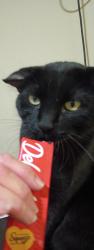 Lost Male Cat last seen Library in n ft myers, North Fort Myers, FL 33903