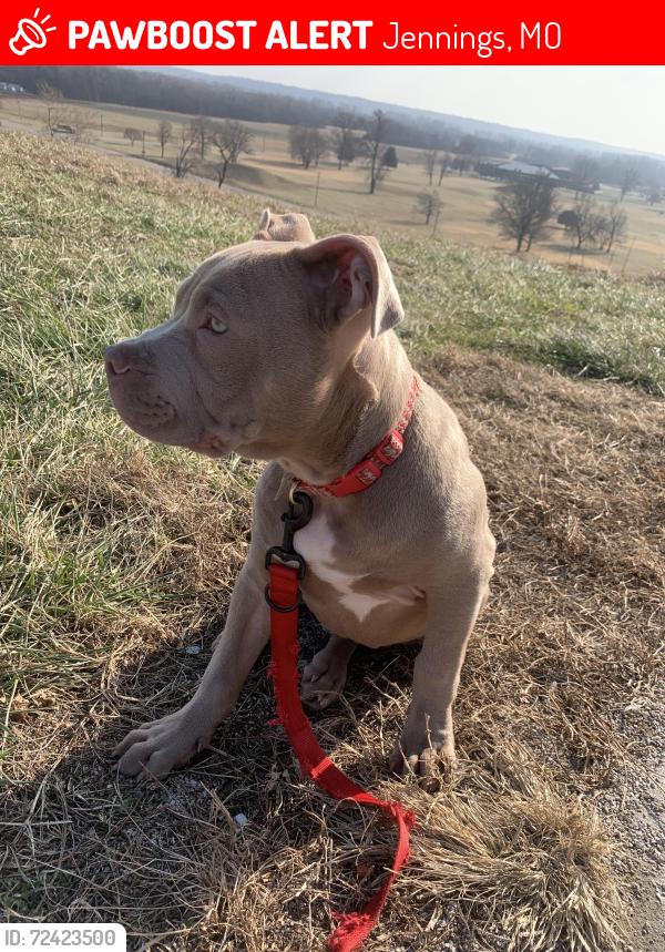 Lost Male Dog last seen Lena or Harney , Jennings, MO 63136