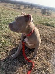 Lost Male Dog last seen Lena or Harney , Jennings, MO 63136