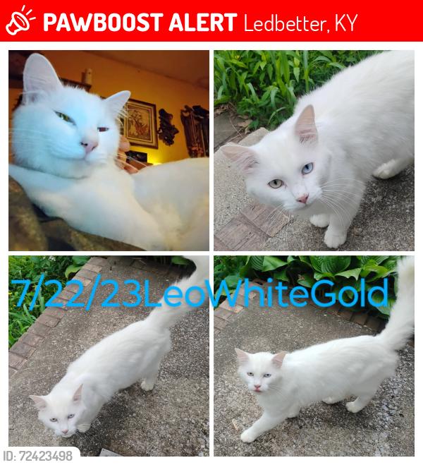 Lost Male Cat last seen Rose Drive, Ledbetter, KY 42058