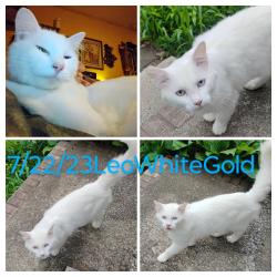 Lost Male Cat last seen Rose Drive, Ledbetter, KY 42058