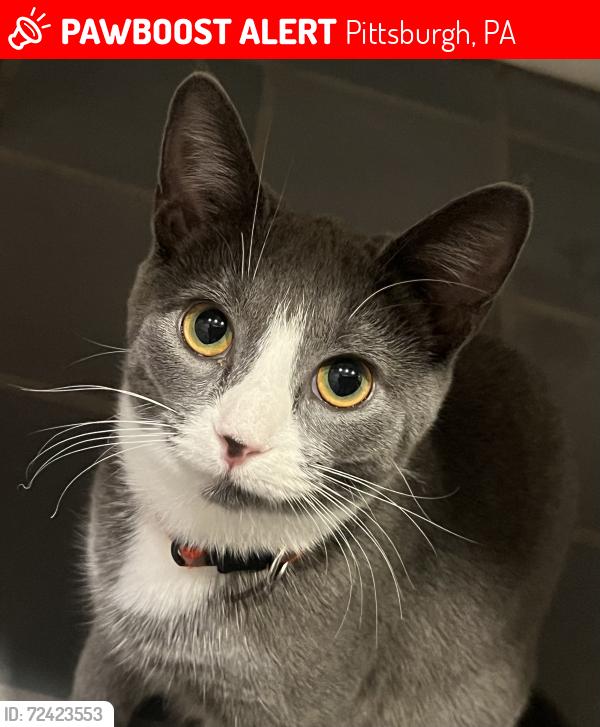 Lost Female Cat last seen The Ellis School in Shadyside, Pittsburgh, PA 15206