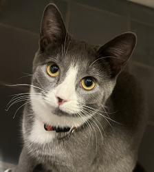Lost Female Cat last seen The Ellis School in Shadyside, Pittsburgh, PA 15206