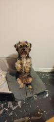 Lost Female Dog last seen Travellodge , Albuquerque, NM 87123