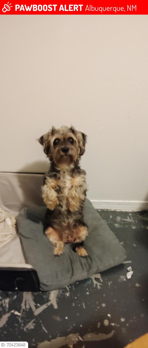 Lost Female Dog last seen Travellodge , Albuquerque, NM 87123