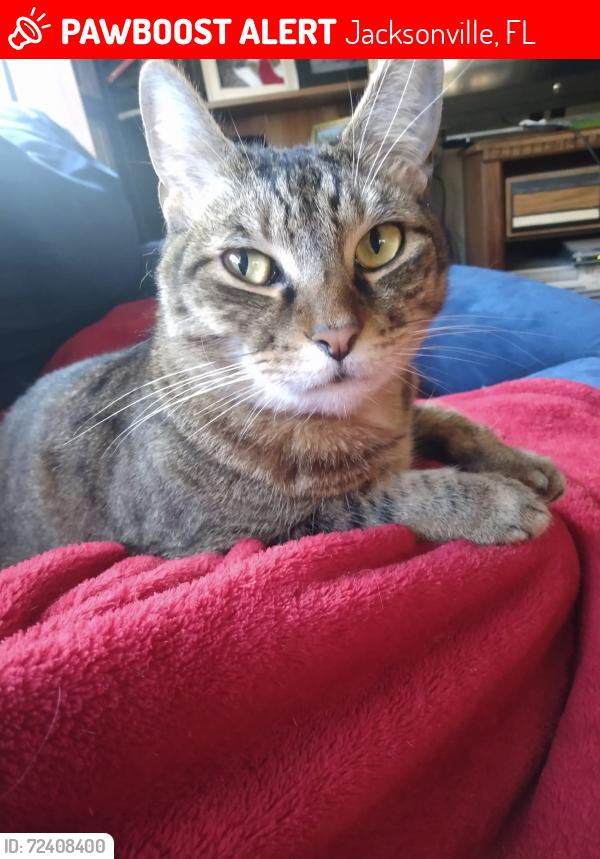 Lost Male Cat last seen Lake Forest blvd, Jacksonville, FL 32208