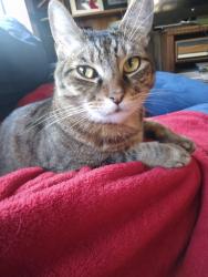 Lost Male Cat last seen Lake Forest blvd, Jacksonville, FL 32208