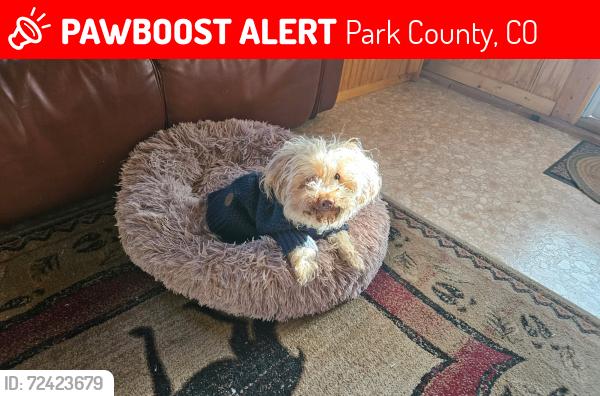 Lost Male Dog last seen Antelope way and Creedmoor lane, Park County, CO 80456