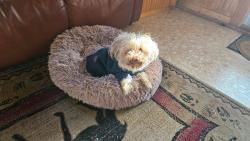 Lost Male Dog last seen Antelope way and Creedmoor lane, Park County, CO 80456