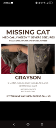 Lost Male Cat last seen Plantation Bay/ Collins, Jacksonville, FL 32244