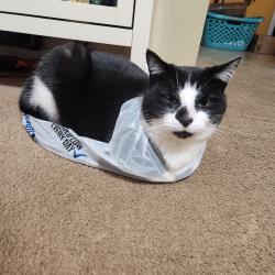 Lost Male Cat last seen Turnpike rd, Raeford, NC 28376