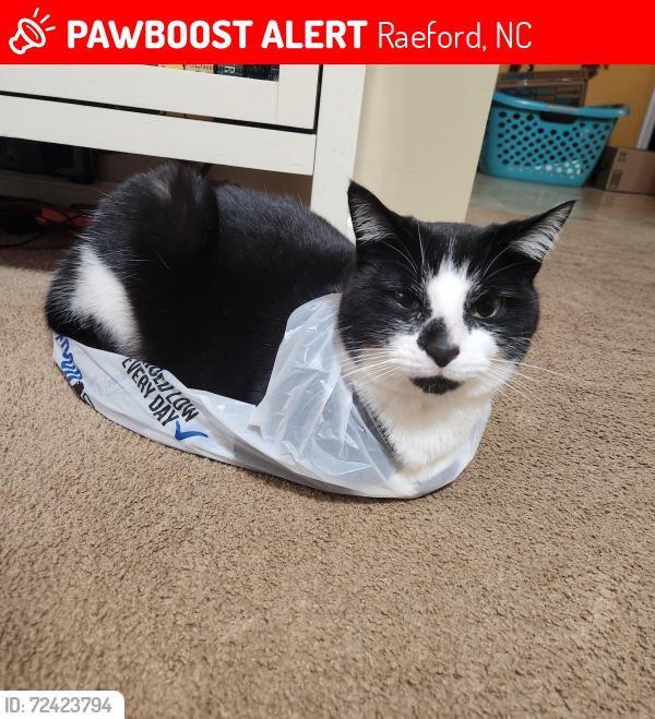 Lost Male Cat last seen Turnpike rd, Raeford, NC 28376