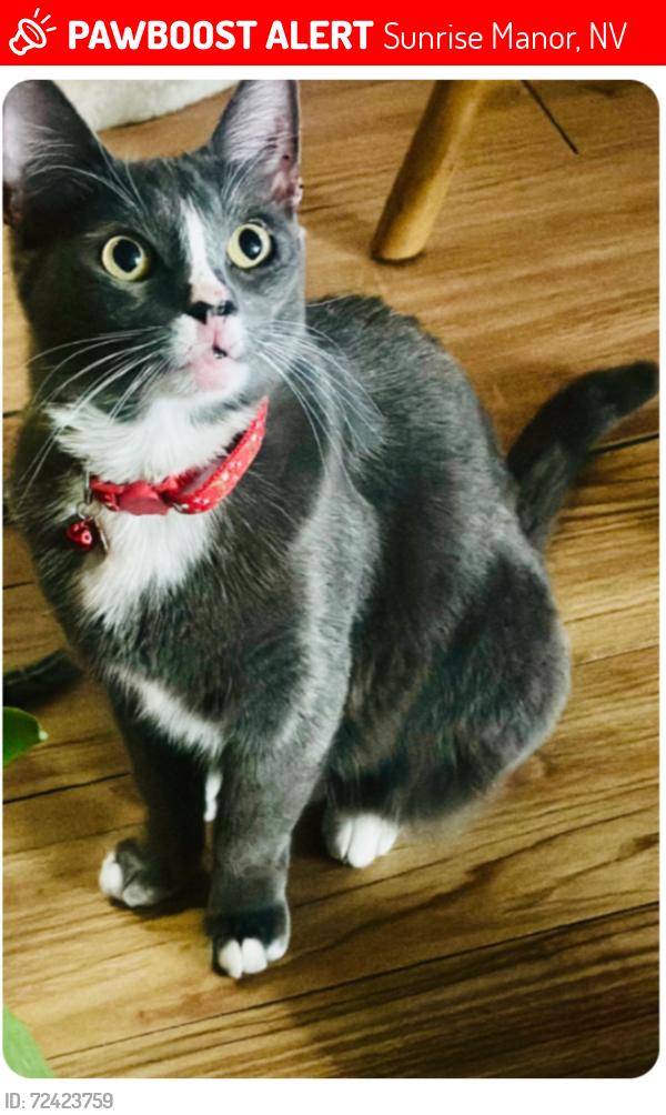 Lost Female Cat last seen Stokes & Washington 89110, Sunrise Manor, NV 89110