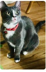 Lost Female Cat last seen Stokes & Washington 89110, Sunrise Manor, NV 89110