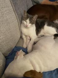 Lost Male Cat last seen Secor and Alexis, Toledo, OH 43623