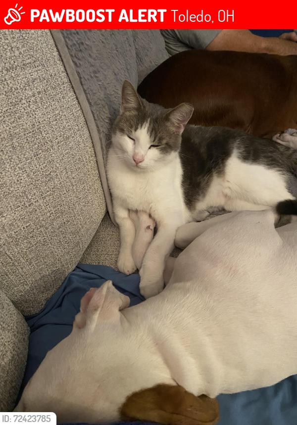 Lost Male Cat last seen Secor and Alexis, Toledo, OH 43623