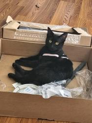 Lost Female Cat last seen 5th St west, Bradenton, FL 34207