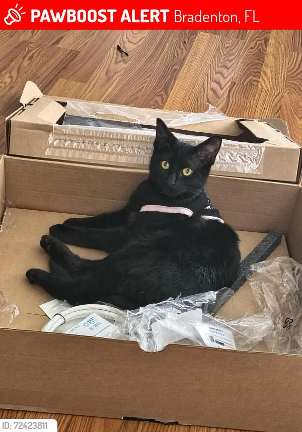 Lost Female Cat last seen 5th St west, Bradenton, FL 34207
