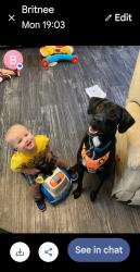 Lost Female Dog last seen South, William , Marengo, IA 52301