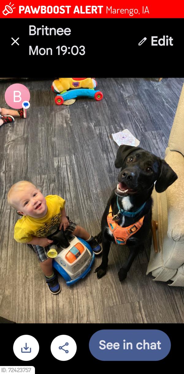 Lost Female Dog last seen South, William , Marengo, IA 52301