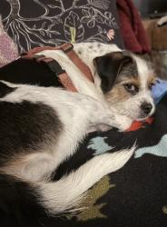 Lost Male Dog last seen  Depot nearby, Gardena, CA 90248