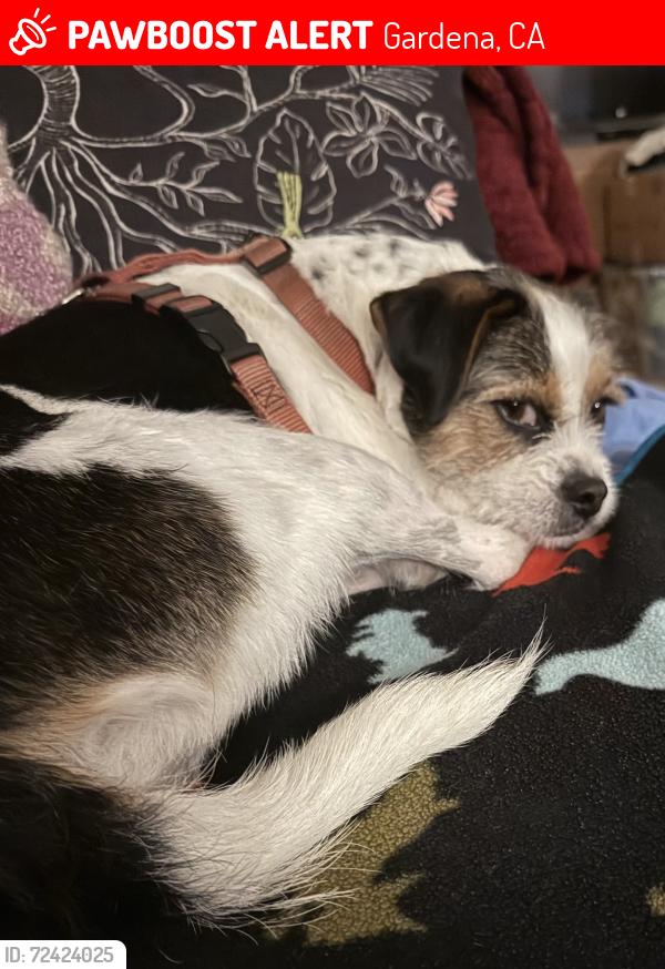 Lost Male Dog last seen  Depot nearby, Gardena, CA 90248