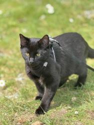 Lost Male Cat last seen Near street 60 avenue , Surrey, BC V4P 3P5
