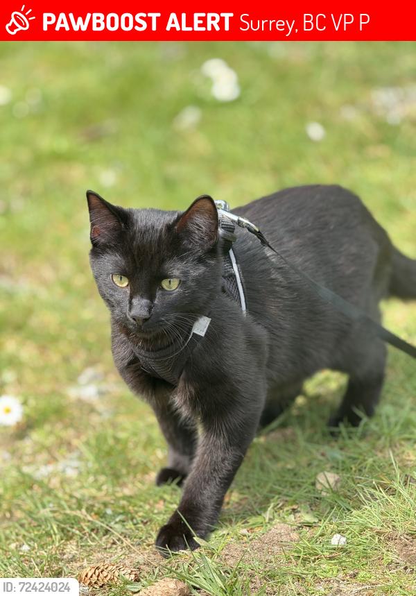 Lost Male Cat last seen Near street 60 avenue , Surrey, BC V4P 3P5