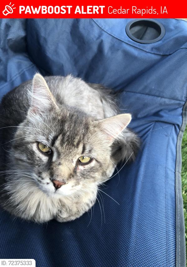 Lost Male Cat last seen Rainier ct, Cedar Rapids, IA 52402