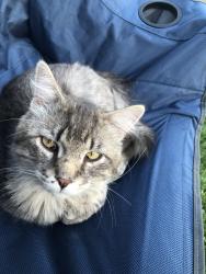 Lost Male Cat last seen Rainier ct, Cedar Rapids, IA 52402