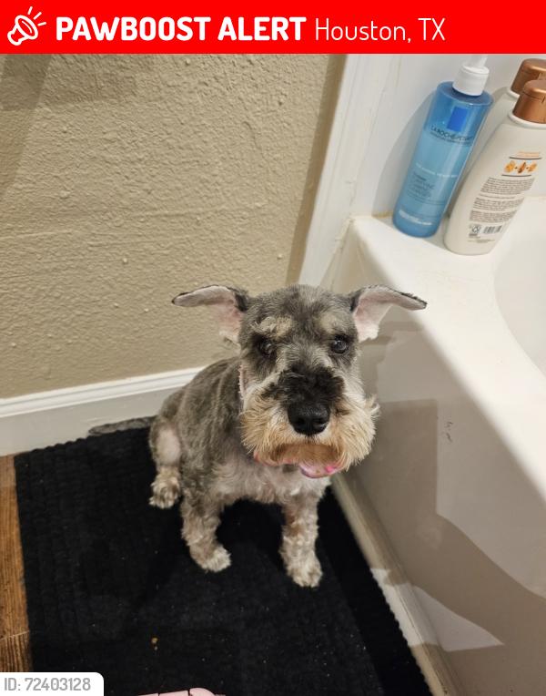 Lost Female Dog last seen Oak vista, Houston, TX 77087