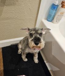 Lost Female Dog last seen Oak vista, Houston, TX 77087