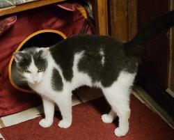 Lost Male Cat last seen Story at Walnut Hill near Vets, Irving, TX 75038