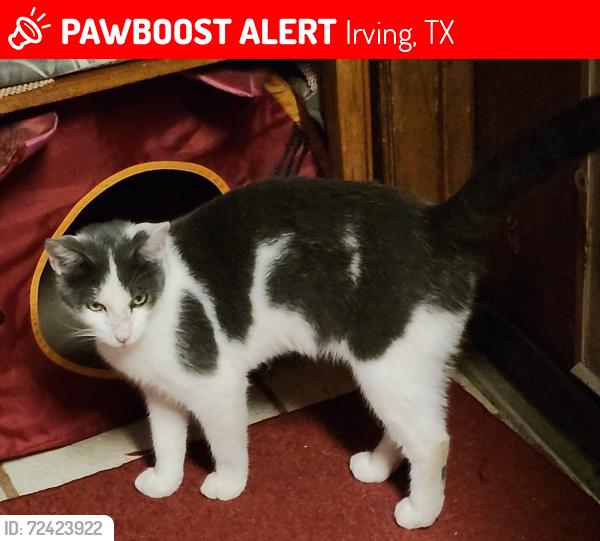 Lost Male Cat last seen Story at Walnut Hill near Vets, Irving, TX 75038