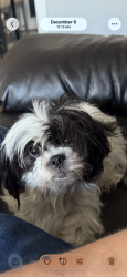 Lost Female Dog last seen Off Prince William on kenmore drive Woodbridge VA, Dale City, VA 22193