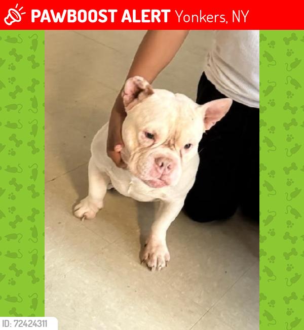 Lost Male Dog last seen Ashburtin, Nepperhan and Warburton, Yonkers, NY 10701